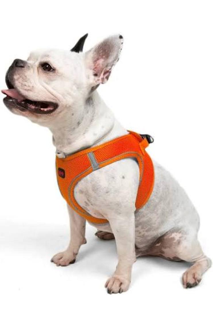 Tailpetz Air-Mesh Harness Köpek Göğüs Tasması 3XSmall Mavi
