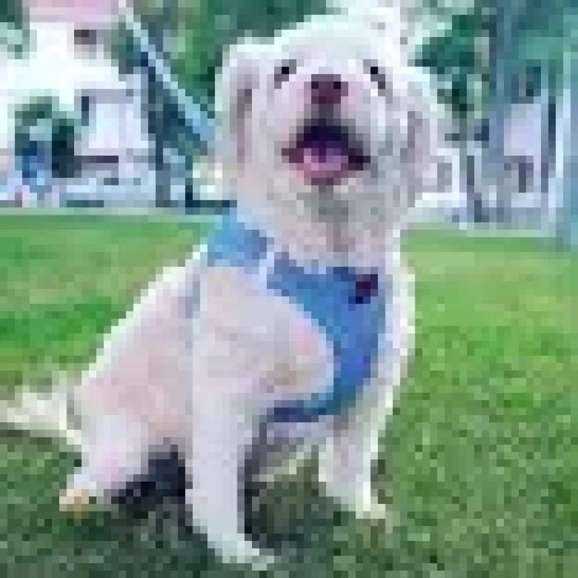 Tailpetz Air-Mesh Harness Köpek Göğüs Tasması 3XSmall Mavi