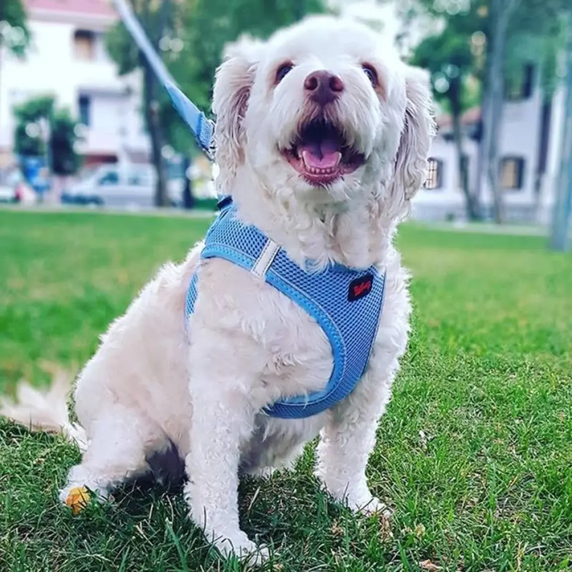 Tailpetz Air-Mesh Harness Köpek Göğüs Tasması 3XSmall Mavi
