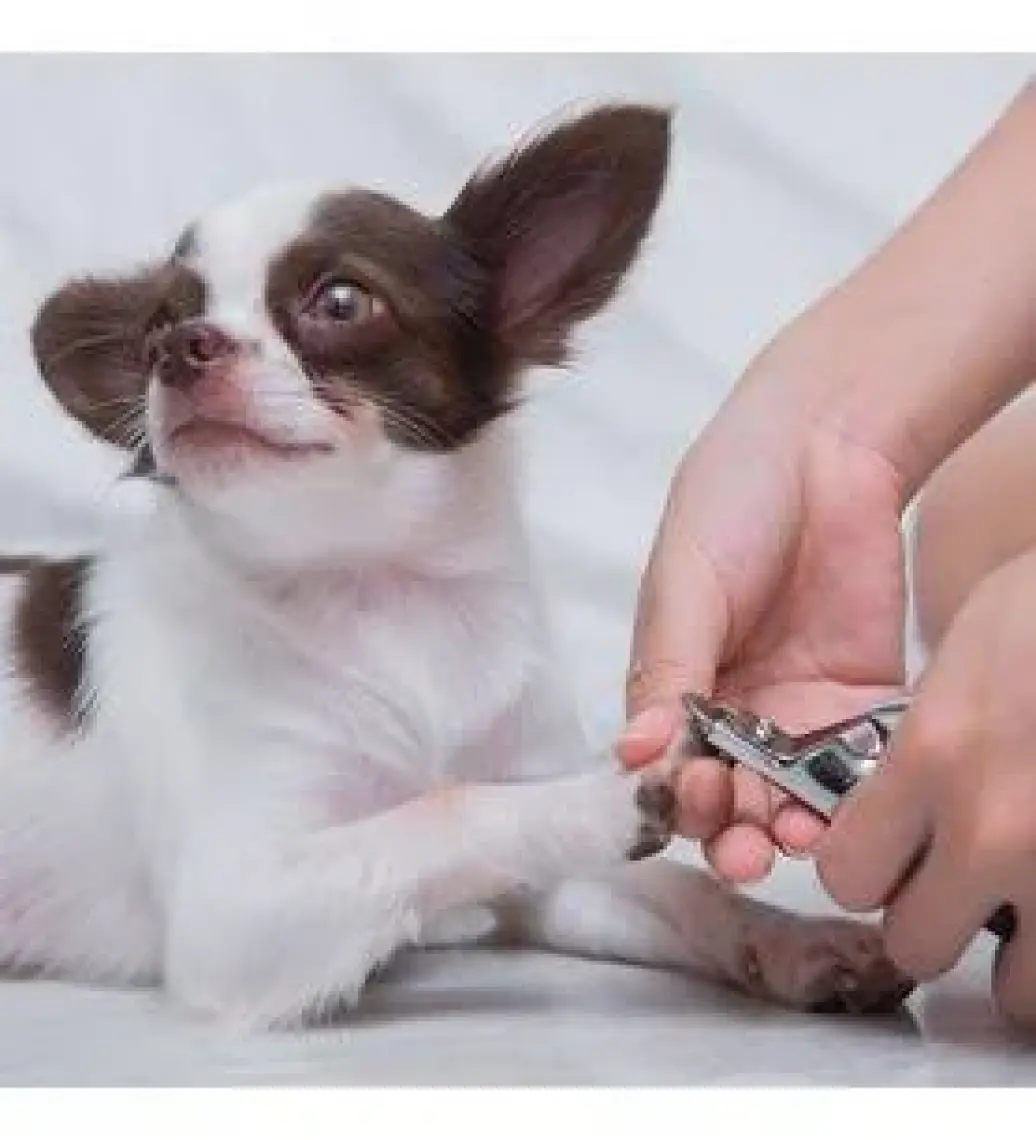 DogLife Giyotin Tırnak Makası Kedi Ve Köpekler İçin