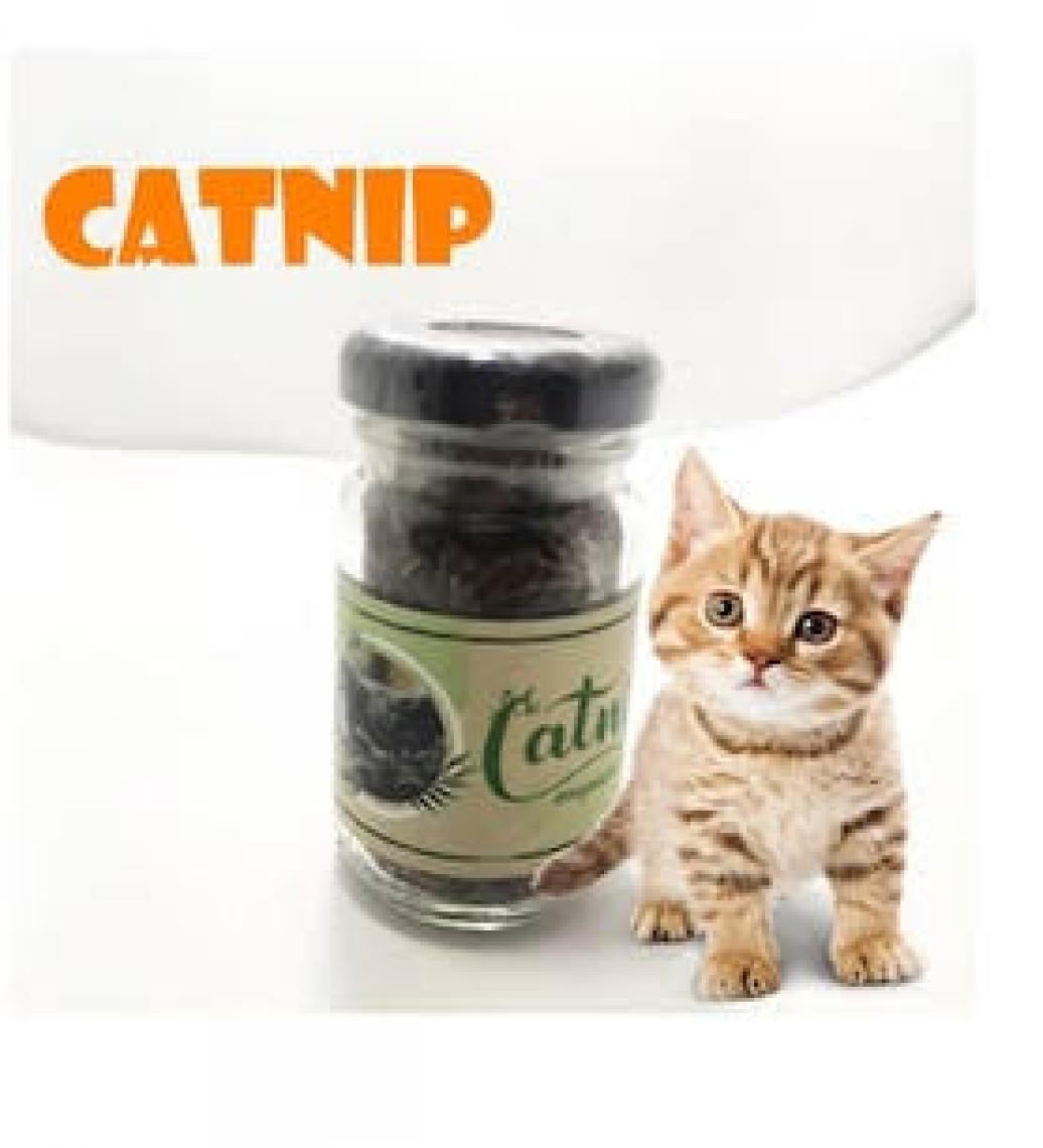 Xnews Catnip Doğal Kedi Otu - Kedi Nanesi-