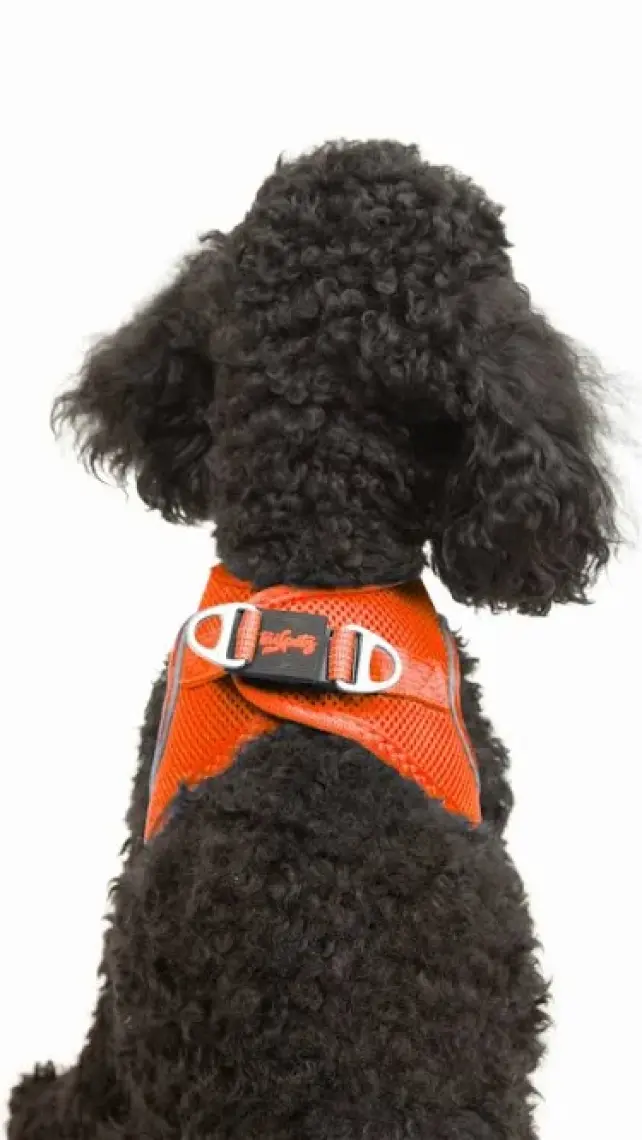 Air-mesh Harness Köpek Göğüs Tasması Neon Turuncu Xsmall