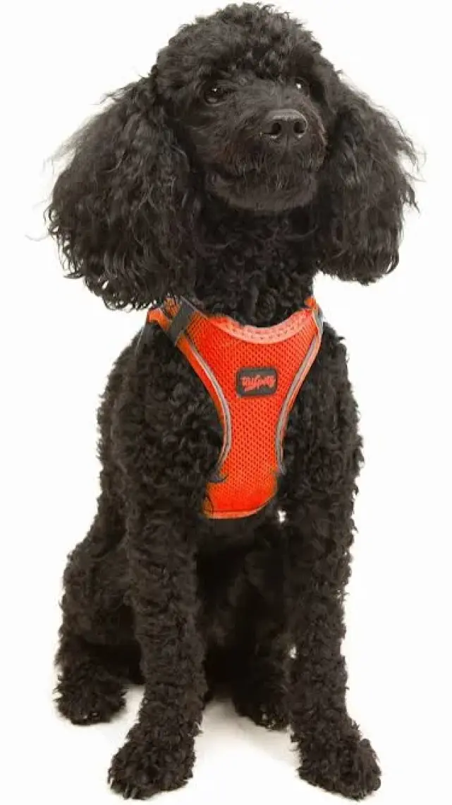 Air-mesh Harness Köpek Göğüs Tasması Neon Turuncu Xsmall