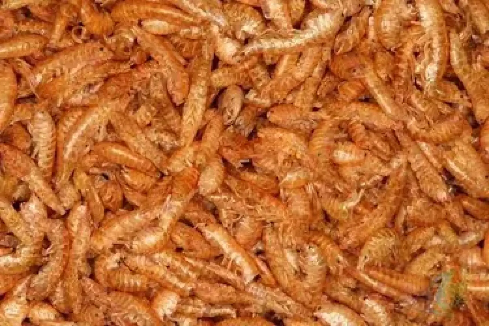 Maxisol Kurutulmuş Karides Gammarus