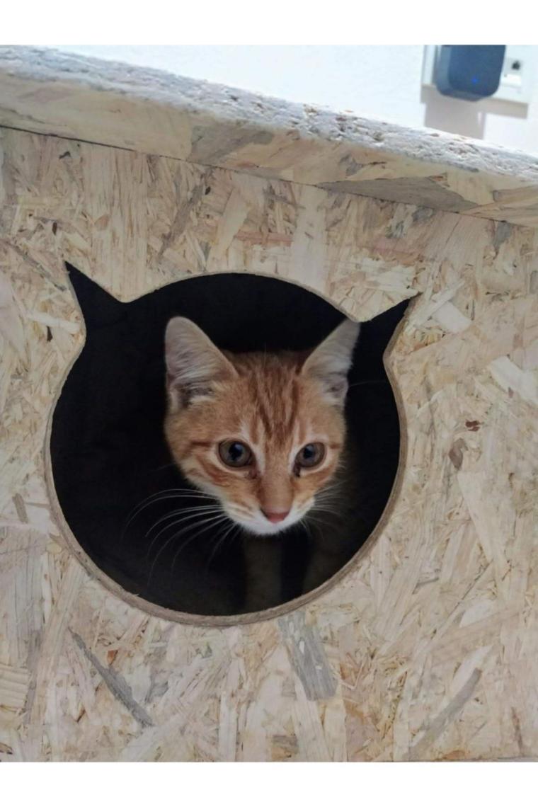 Dış Mekan Kedi Evi  Kedi Kulübesi Barınak Yuva Sudan Etkilenmez