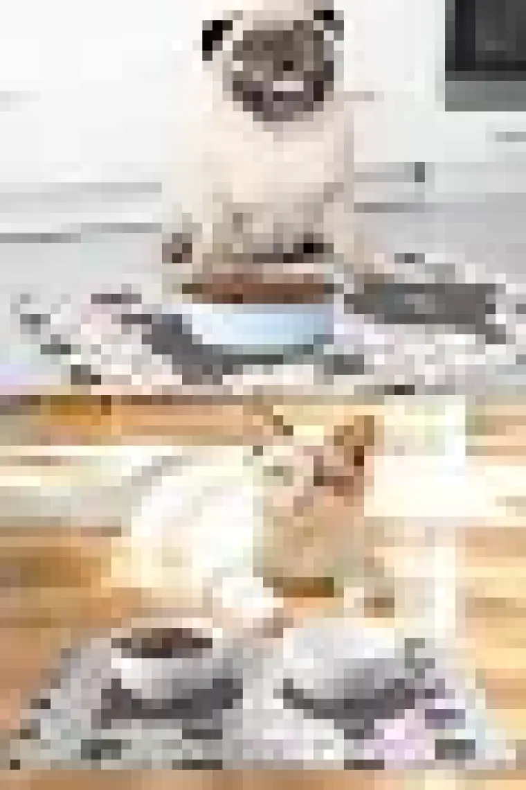 PatiPeti Renkli Sevimli Kediler Kedi Köpek Mama Altlığı Mama Paspası 50X35CM