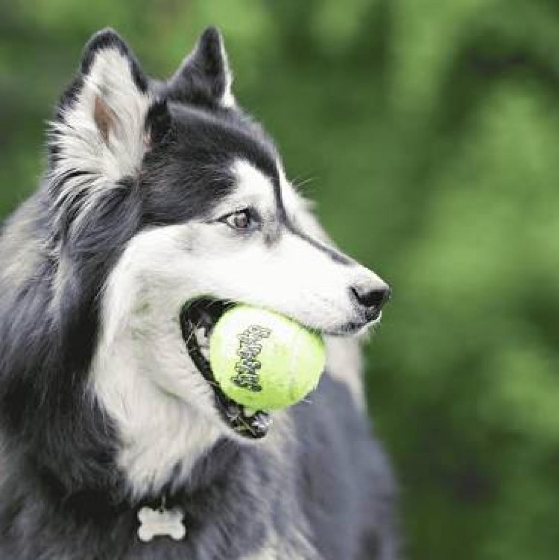 Kong Köpek Air Sq Sesli Tenis Topu S 3 Adet 5Cm