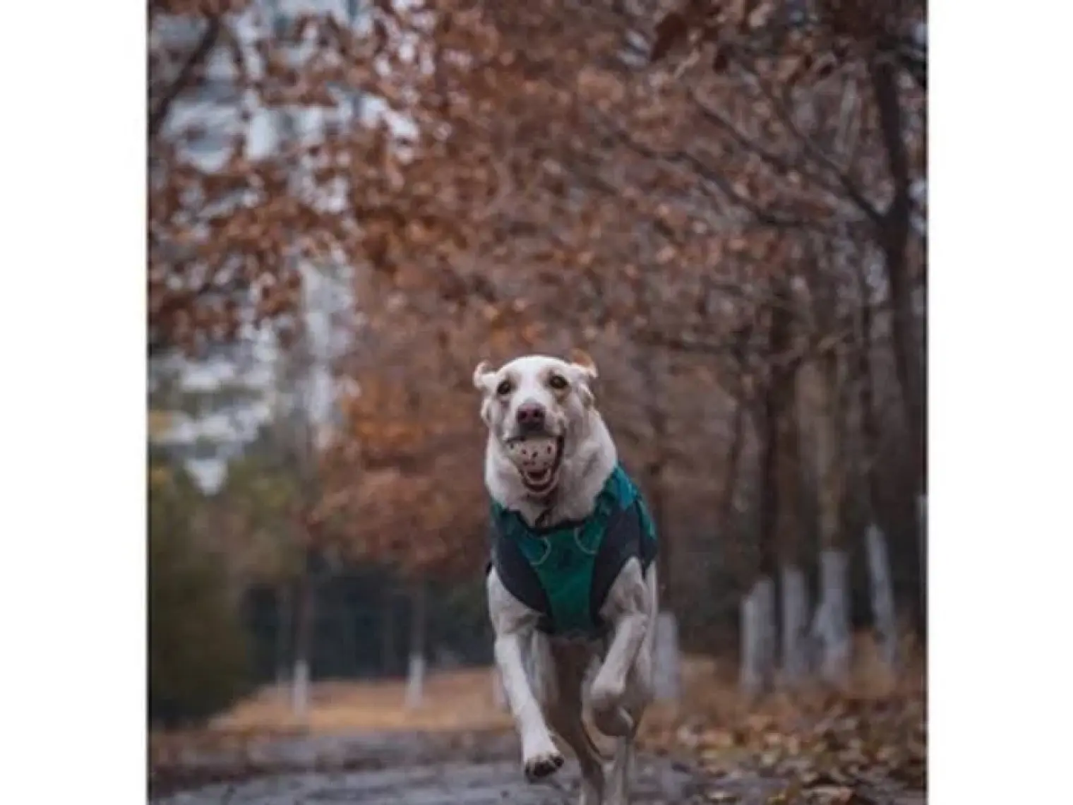 M-Pets Bloom Parçalanmayan Oyun Topu