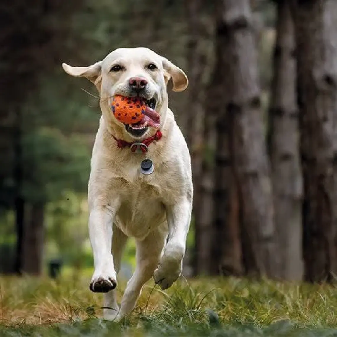 M-Pets Bloom Parçalanmayan Oyun Topu