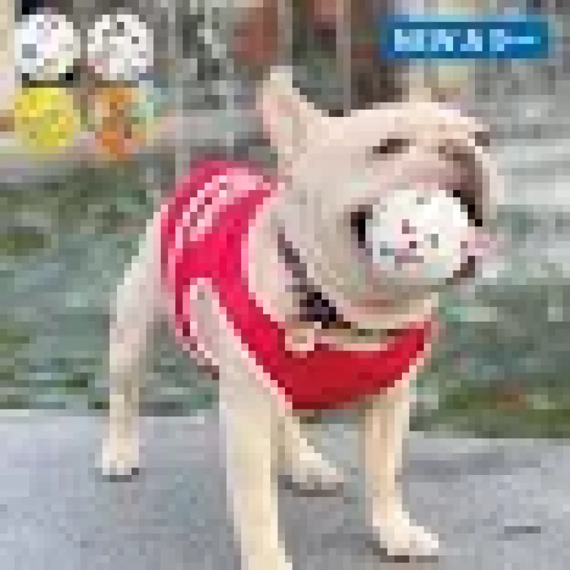 M-Pets Bloom Parçalanmayan Oyun Topu