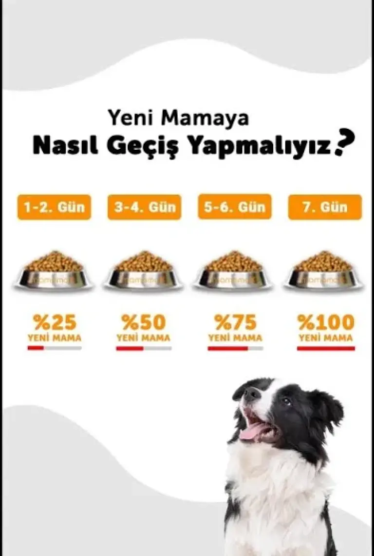 La Vital Lavital Small Mini Adult Kuzu Etli Küçük Irk Yetişkin Köpek Maması 1.5 kg