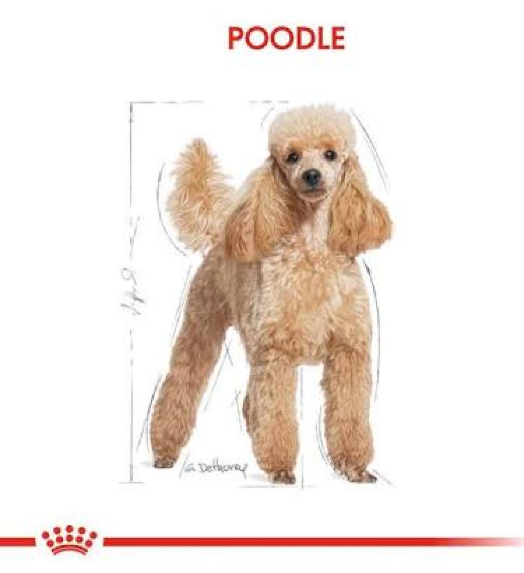 Royal Canin Poodle Yetişkin Köpek Konservesi 85 gr