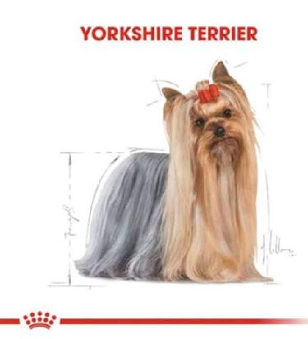 Royal Canin Adult Yorkshire Terrier Konserve Köpek Maması 12 x 85 Gr ( 204001020 )