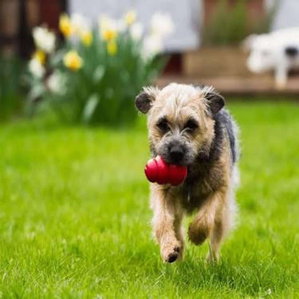 Kong Classic Köpek Oyuncağı Small