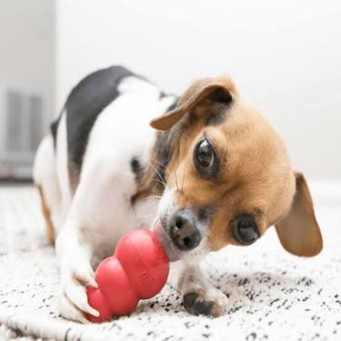 Kong Classic Köpek Oyuncağı Small