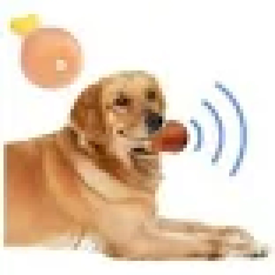 Ttt Köpekler Için Sesli Oyuncak Tavuk Butu