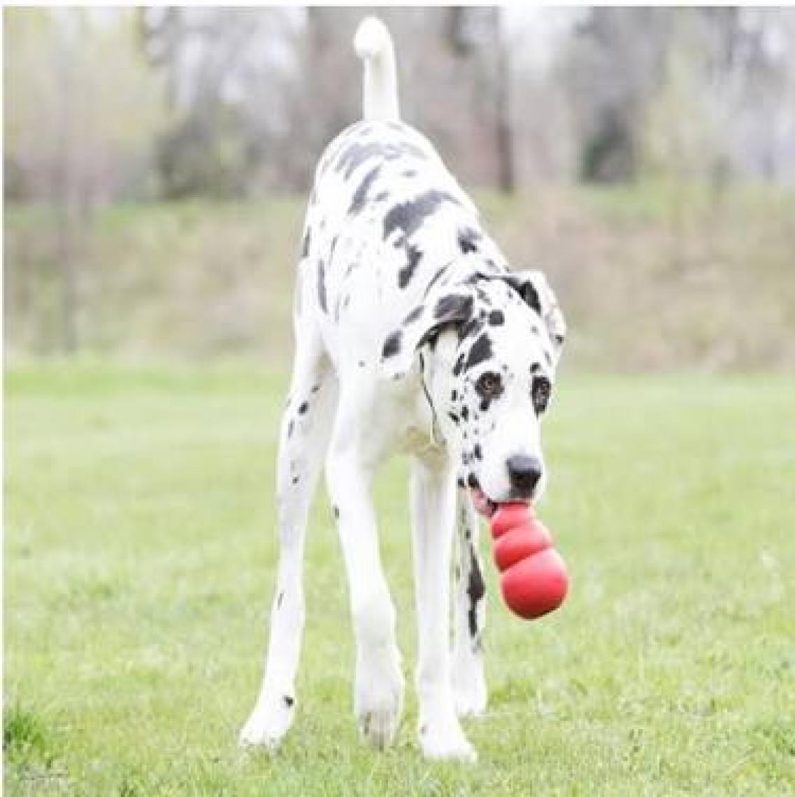 KONG Classic Köpekler için Çok Amaçlı Isırma Oyuncağı XXL