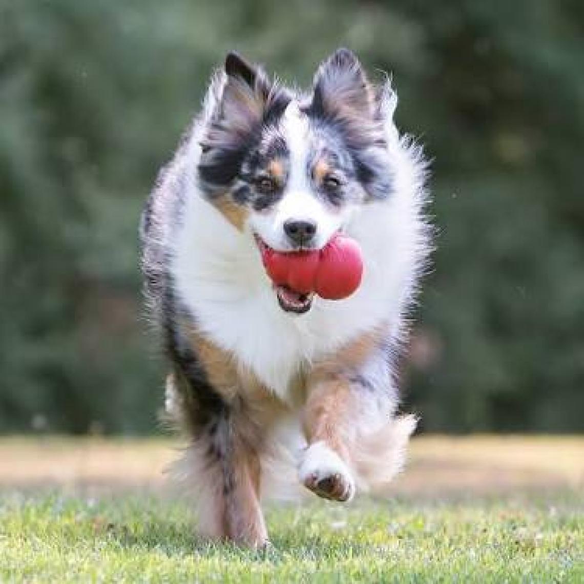 KONG Classic Köpekler için Çok Amaçlı Isırma Oyuncağı XXL