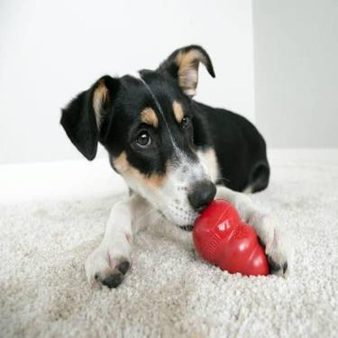 KONG Classic Köpekler için Çok Amaçlı Isırma Oyuncağı XXL