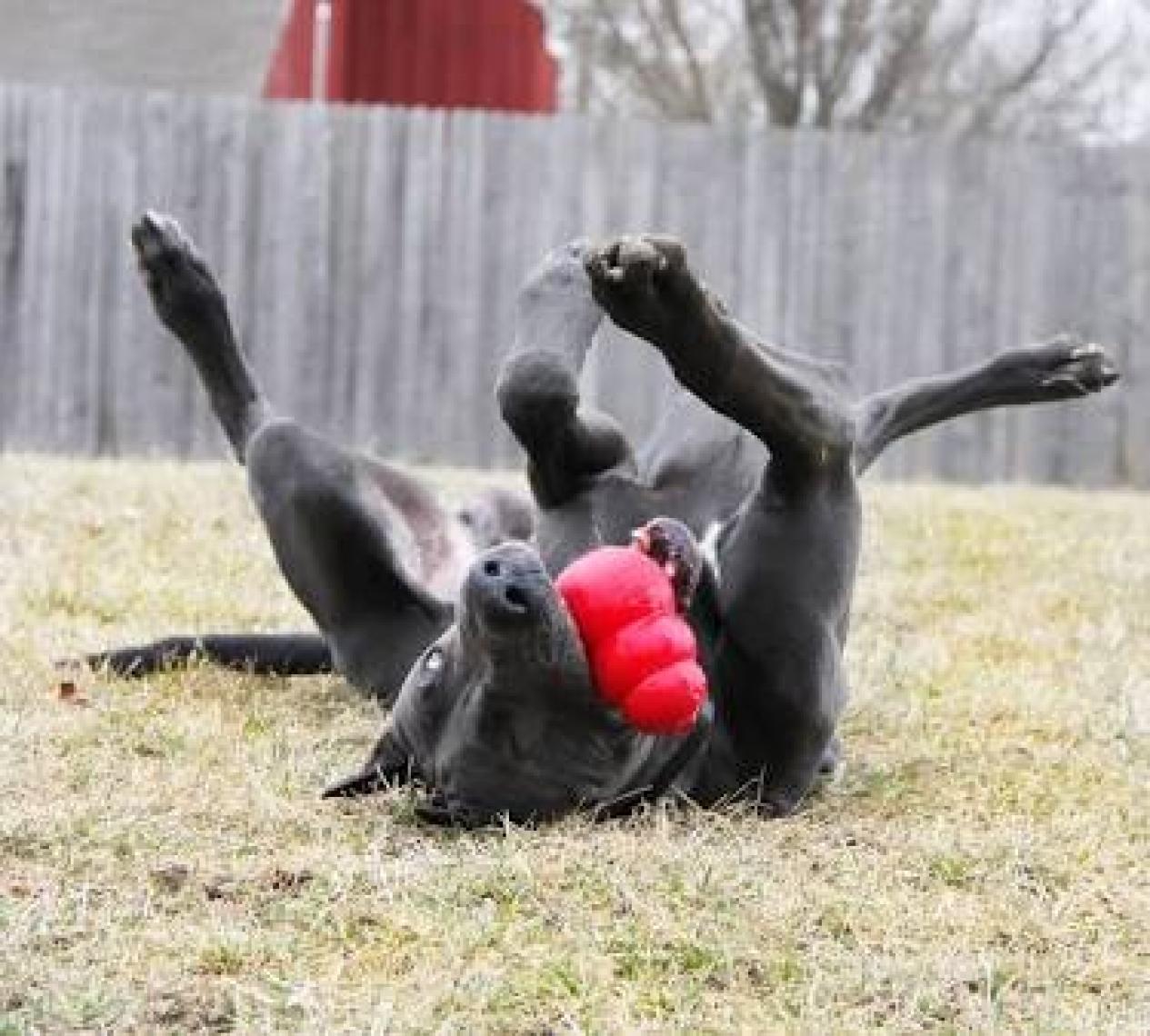 KONG Classic Köpekler için Çok Amaçlı Isırma Oyuncağı XXL