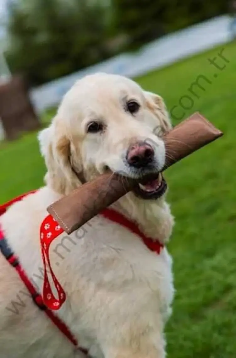 Doggie Eğitim Serisi Süet El Yapımı Köpek Isırma Yastığı