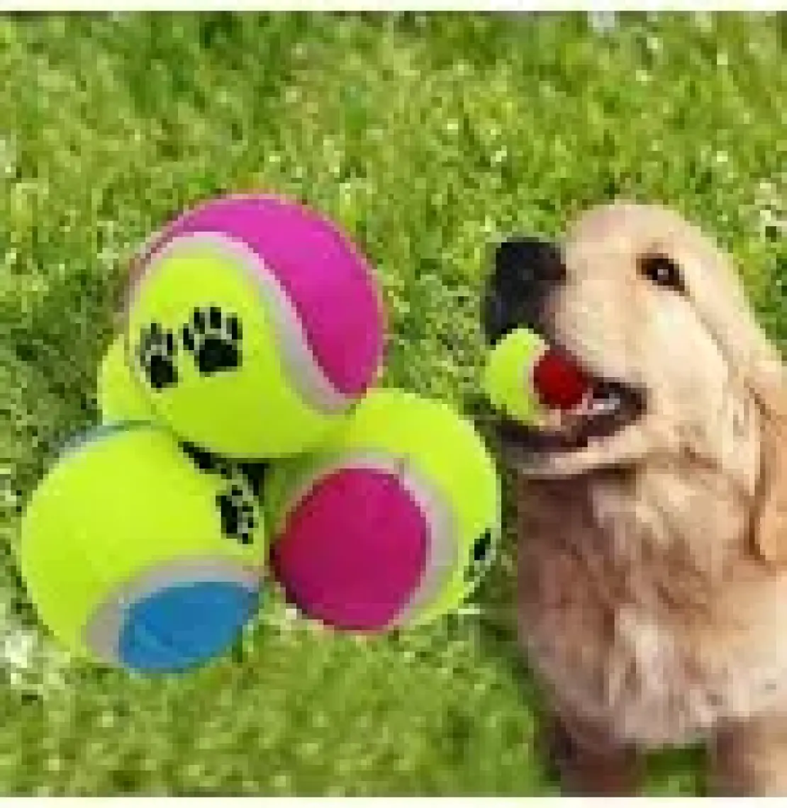 Evcil Hayvan Kedi Köpek Eğitici Oyun Topu