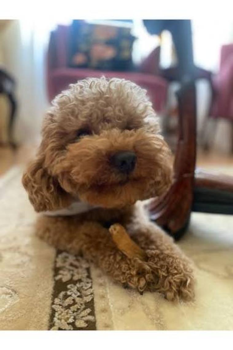 Kito Dana İnce Sinir Çiğnemelik Köpek Ödül Maması %100 Doğal, Glutensiz, Organik 100 gr