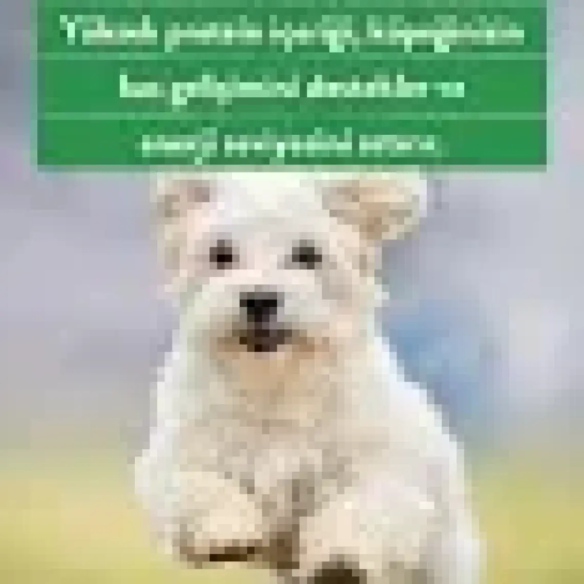 Kito Freeze Dried Tavuk Yürek Köpek Ödül Maması %100 Doğal, Glutensiz 30 gr(Dog Treat)