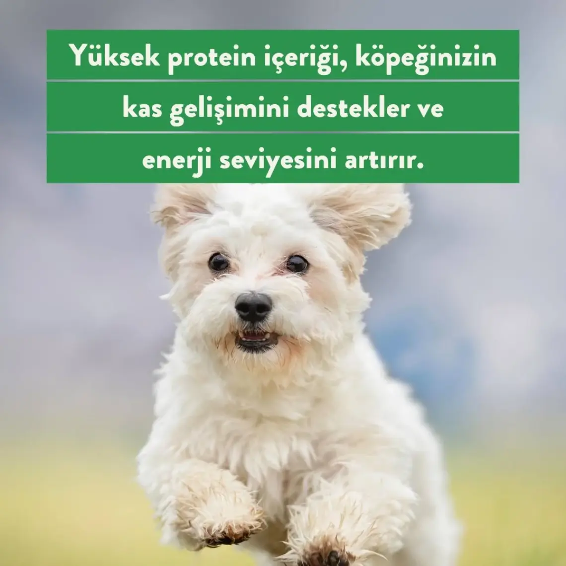 Kito Freeze Dried Tavuk Yürek Köpek Ödül Maması %100 Doğal, Glutensiz 30 gr(Dog Treat)