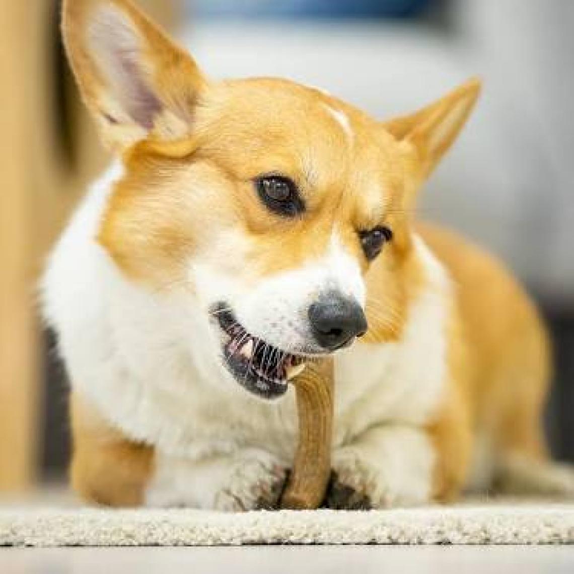 Gigwi Köpek Oyuncağı Doğal Ağaç Diş Kaşıma Oyuncağı S