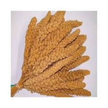 Özlem Sarı Dal Darı 500 gr