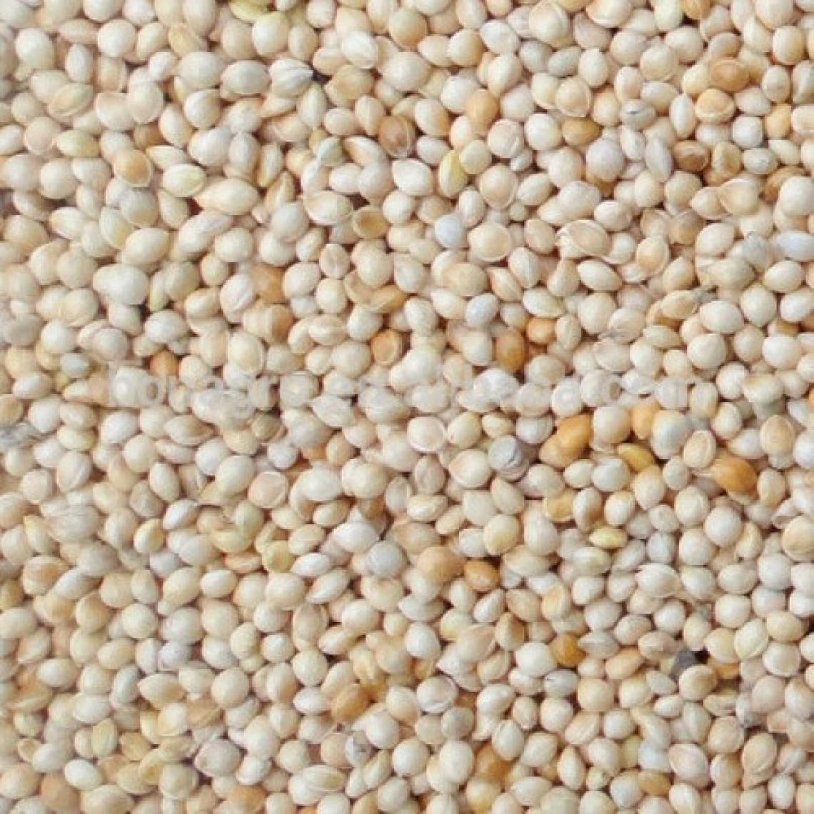 Aslımlar Ak (Beyaz) Darı 20 kg Kuş Yemi