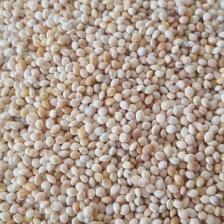 Şampiyon Muhabbet Kuşu Yemi Sade Ak Darı 1 kg