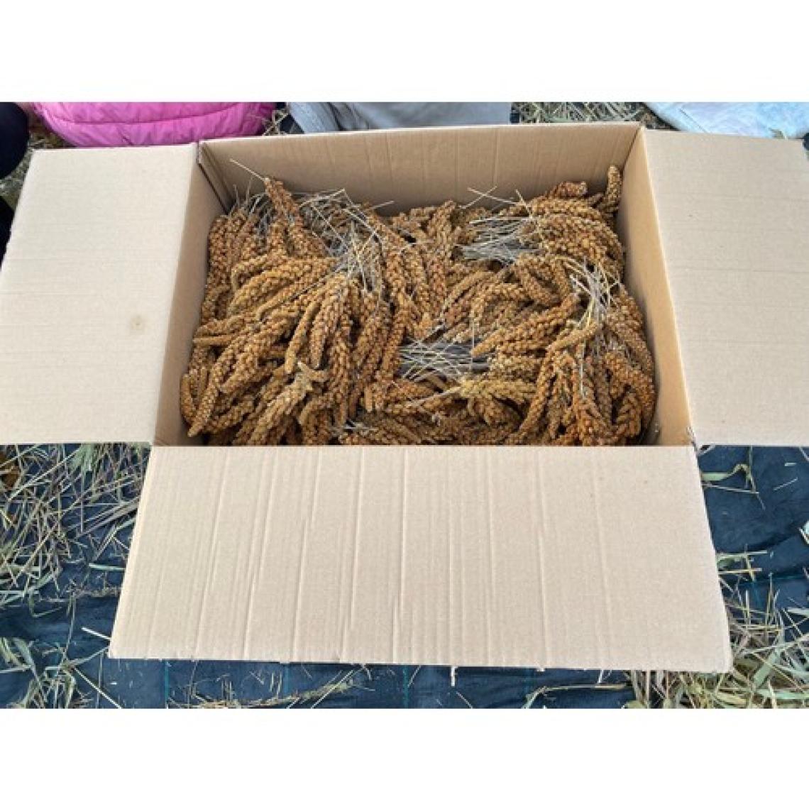 Altın Ekin Kızıl Dal Darı 1 kg