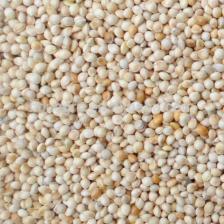 Aslımlar Ak (Beyaz) Darı 1 kg Kuş Yemi