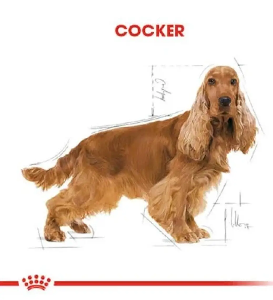 Royal Canin Cocker Adult Yetişkin Köpek Maması 3 Kg
