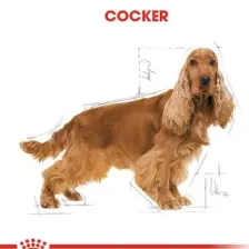 Royal Canin Cocker Adult Yetişkin Köpek Maması 3 Kg
