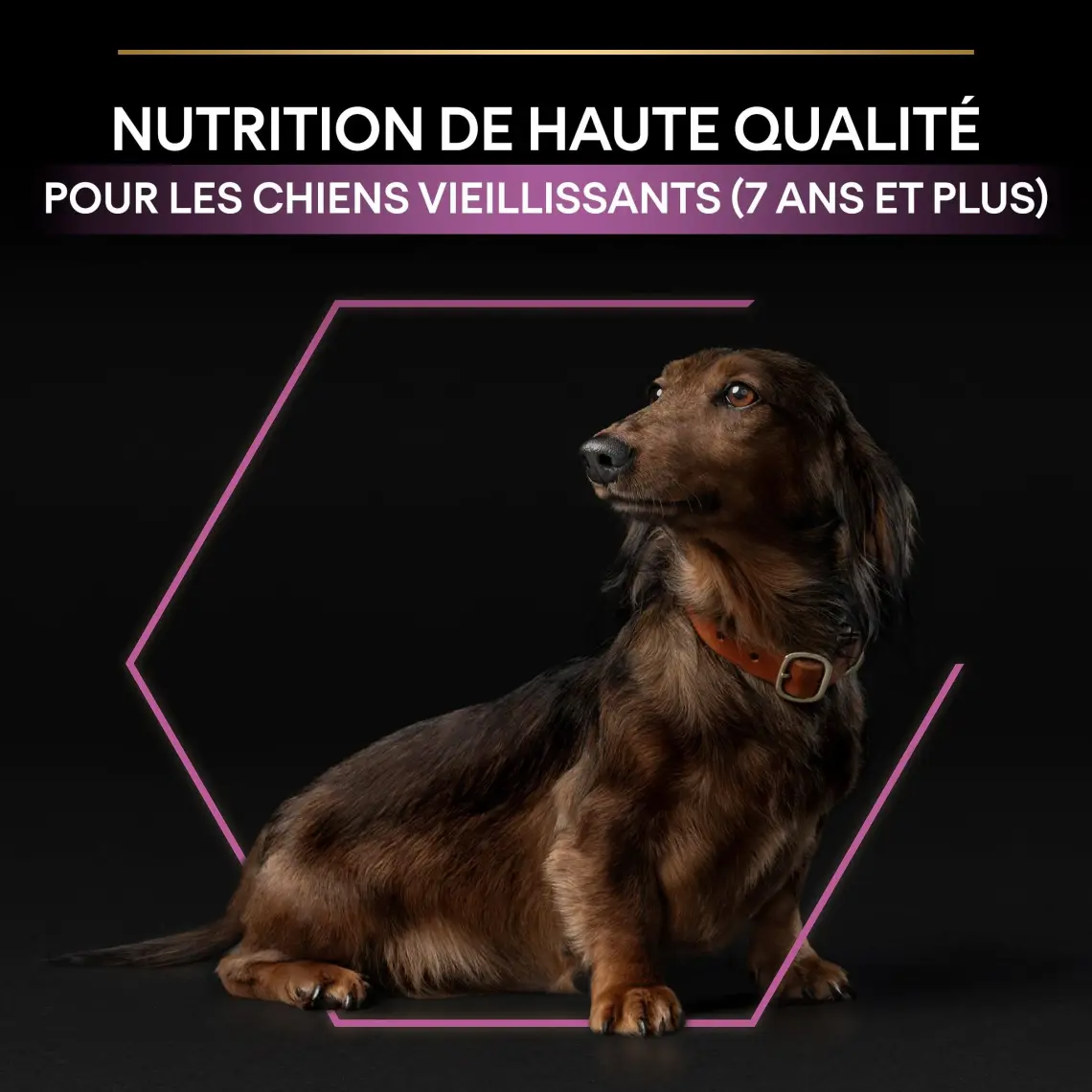 Pro Plan Adult Small Mini Tavuklu Yetişkin Köpek Maması 3 kg