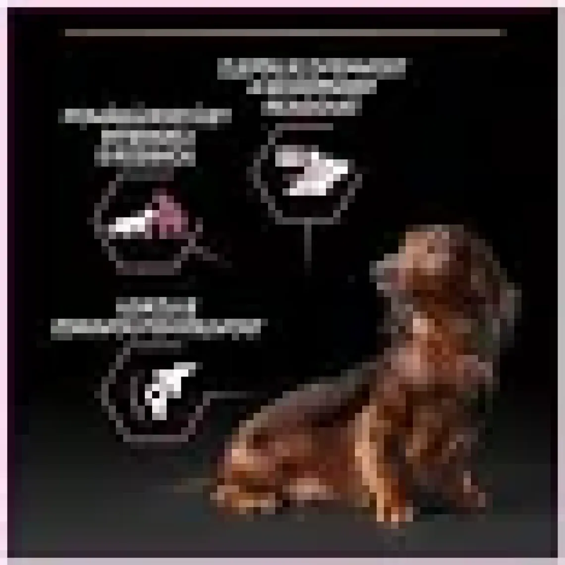Pro Plan Adult Small Mini Tavuklu Yetişkin Köpek Maması 3 kg