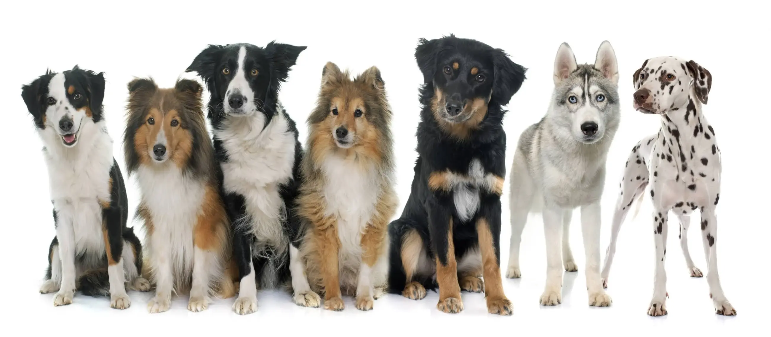 Animonda Gran Carno Sığır Etli ve Ispanaklı Yetişkin Köpek Konservesi 400 gr
