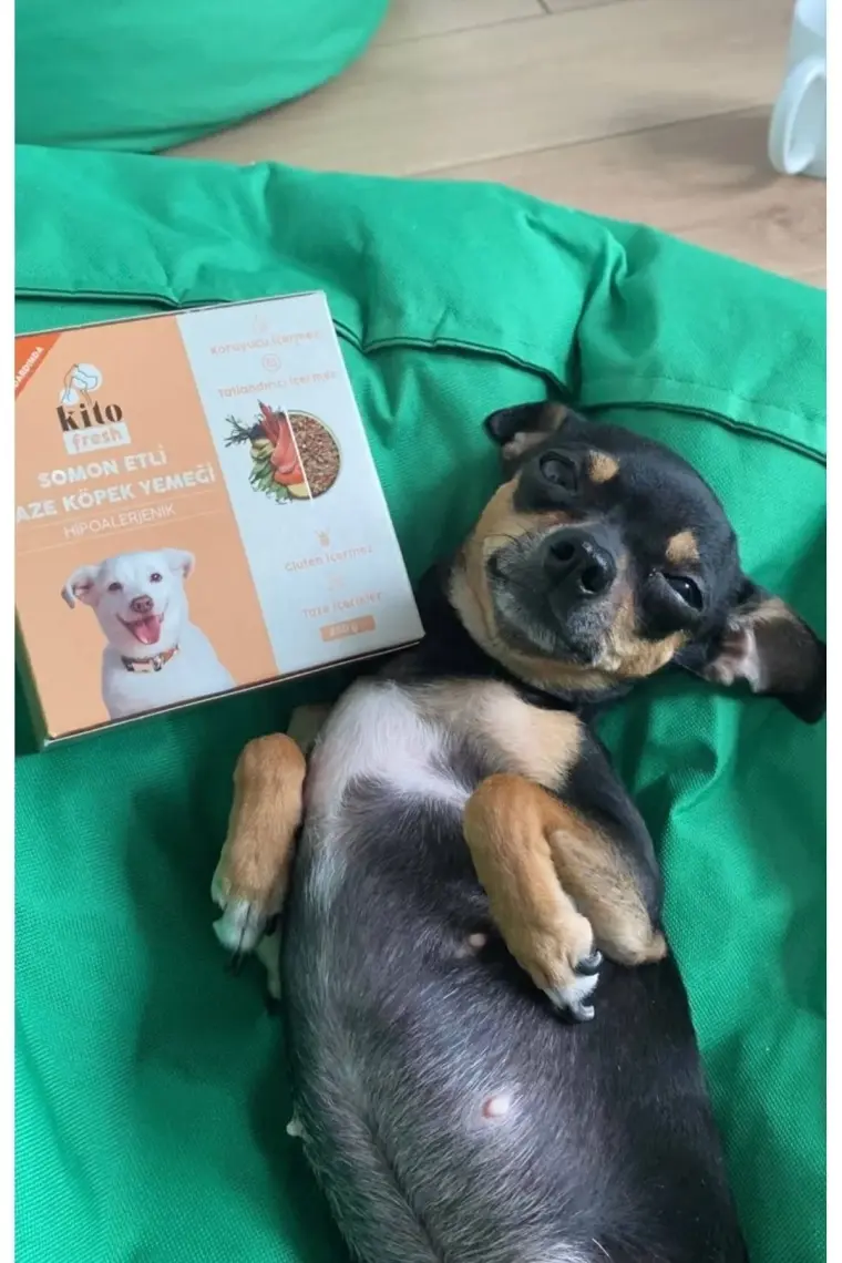 Kito Fresh Tavuk Etli Taze Köpek Yemeği, 250GR