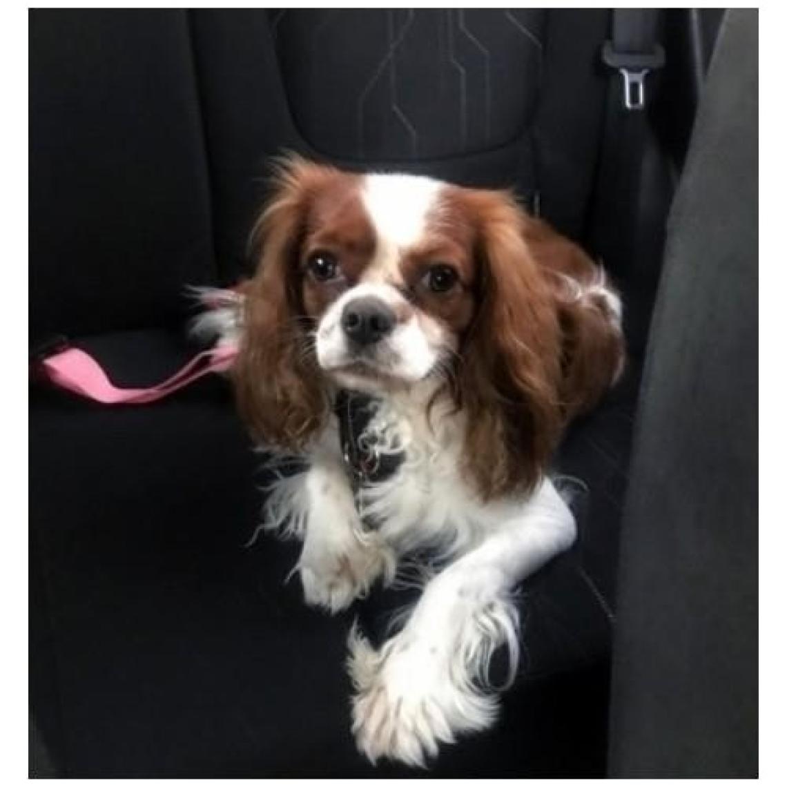 Evene Köpek Kedi Araç Emniyet Kemeri - Köpek Tasması