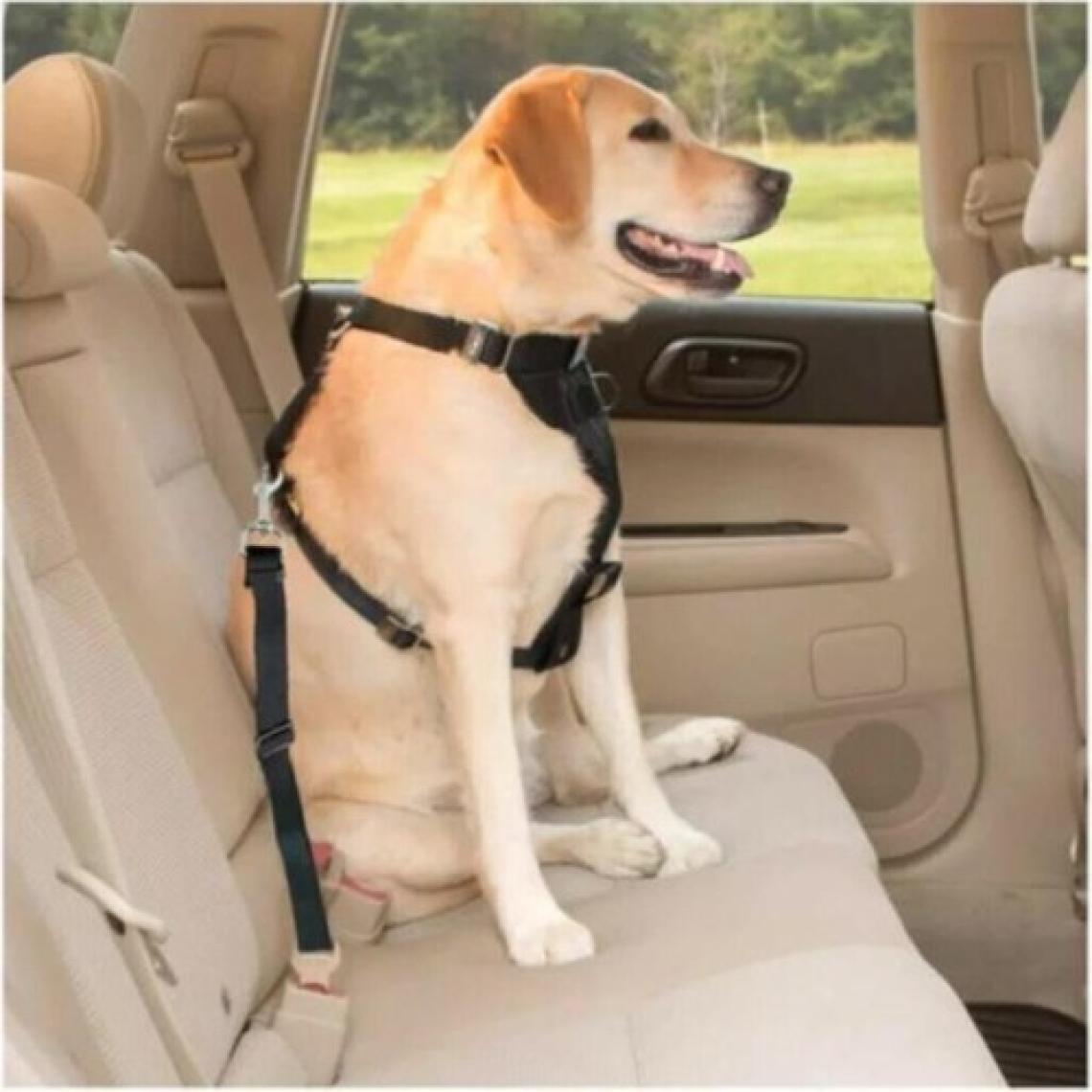 Evene Köpek Kedi Araç Emniyet Kemeri - Köpek Tasması
