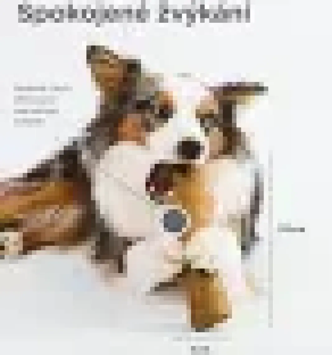 Petstages Durable Stick- Large Bitmeyen Kemik Köpek Oyuncağı Diş Kaşıyıcı