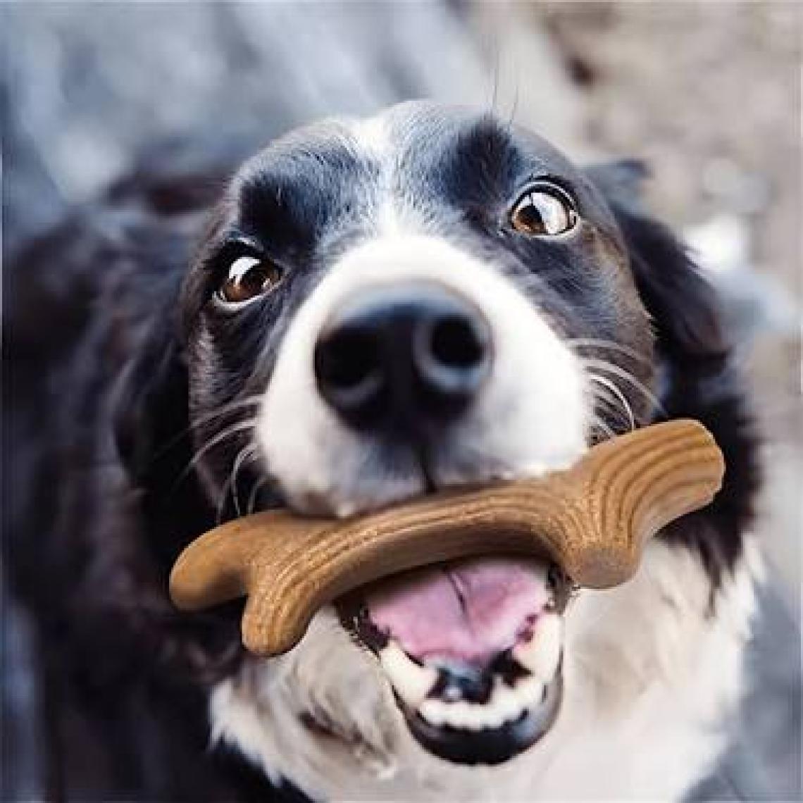 Gigwi Köpek Oyuncağı Doğal Ağaç Diş Kaşıma Oyuncağı XS