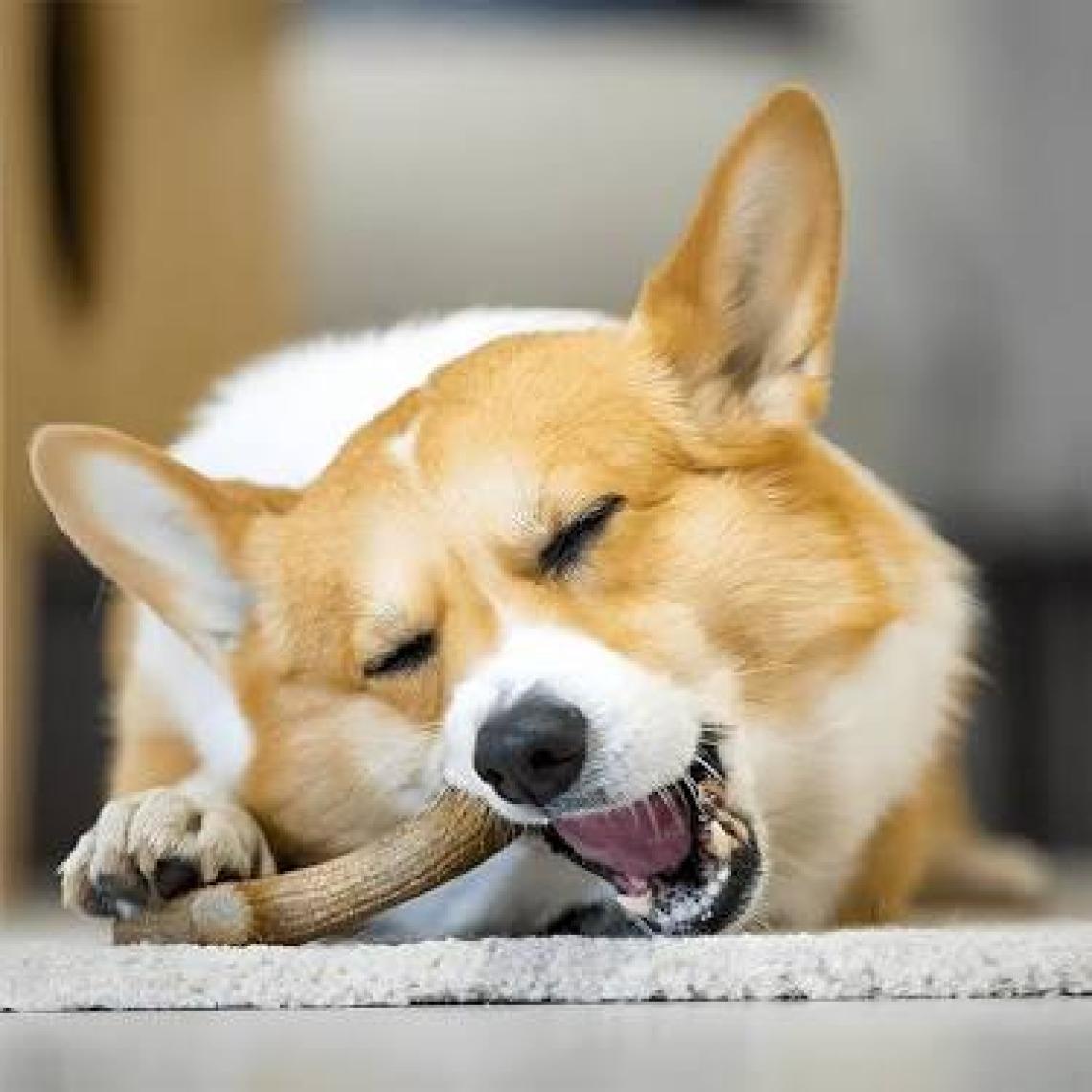 Gigwi Köpek Oyuncağı Doğal Ağaç Diş Kaşıma Oyuncağı XS