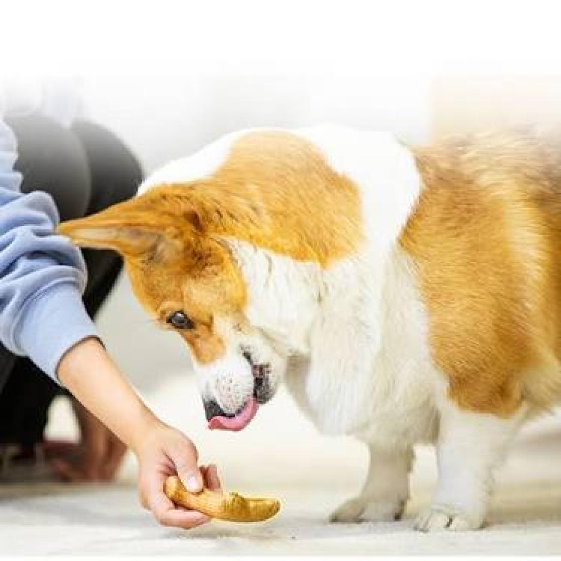 Gigwi Köpek Oyuncağı Doğal Ağaç Diş Kaşıma Oyuncağı XS
