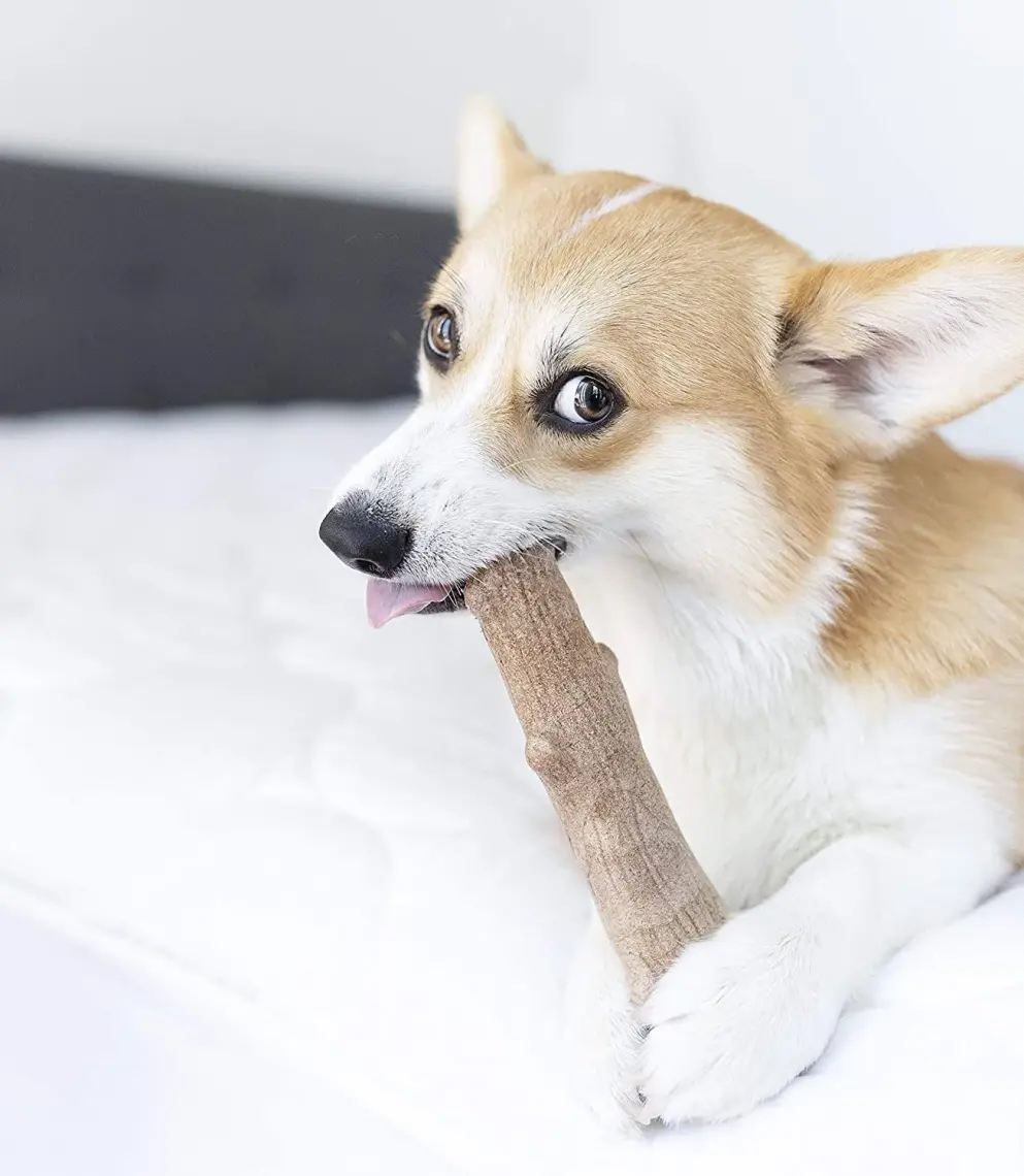 Petstages Durable Stick-Small Bitmeyen Kemik Köpek Oyuncağı Diş Kaşıyıcı