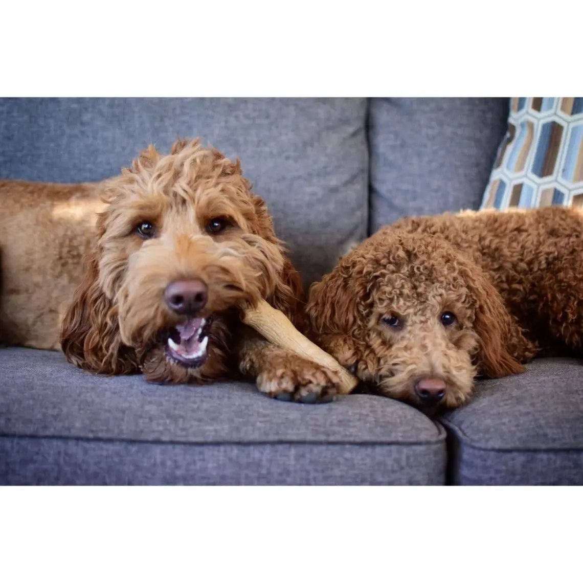 Petstages Durable Stick-Small Bitmeyen Kemik Köpek Oyuncağı Diş Kaşıyıcı