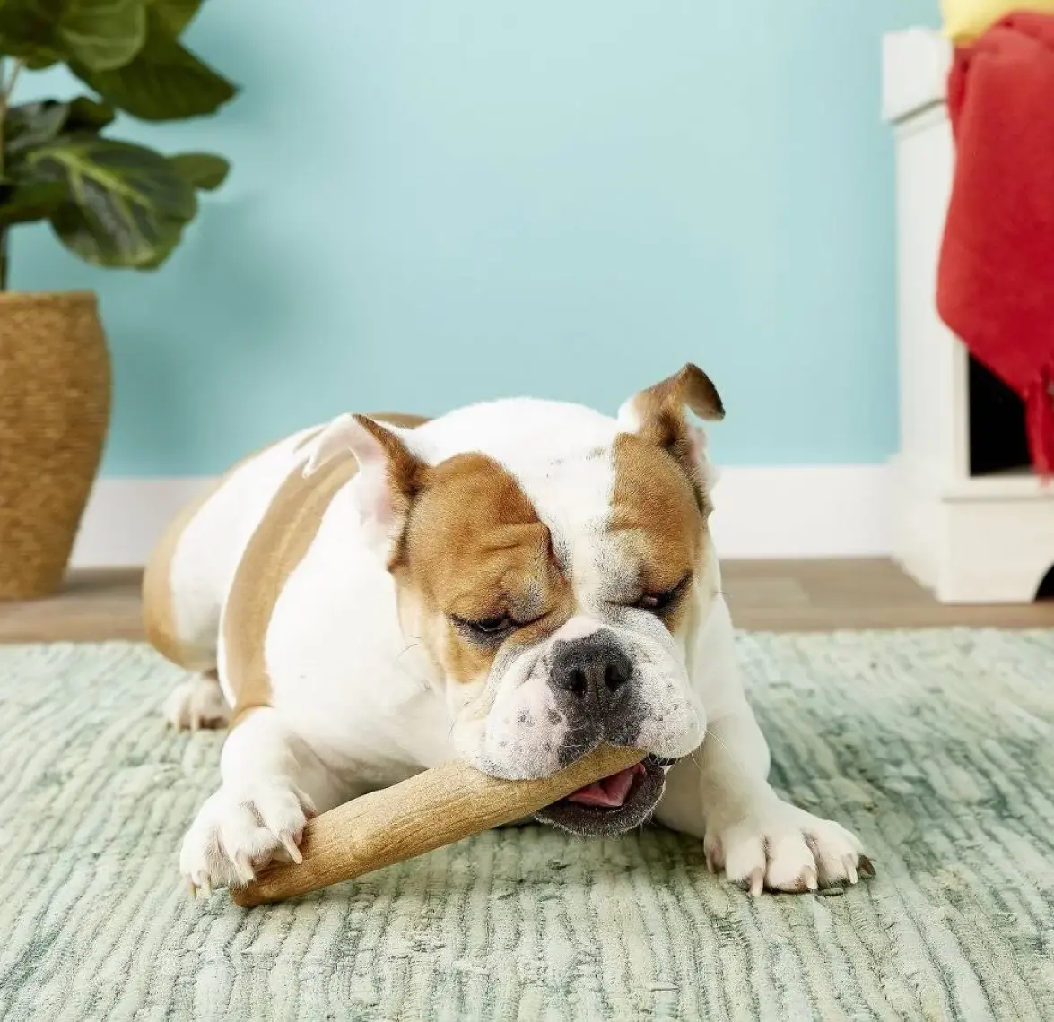 Petstages Durable Stick-Small Bitmeyen Kemik Köpek Oyuncağı Diş Kaşıyıcı